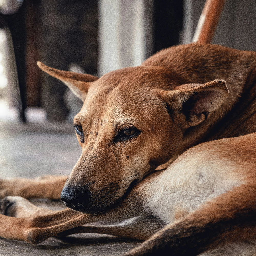 Brown dog lying on a concrete floor with a blurred background